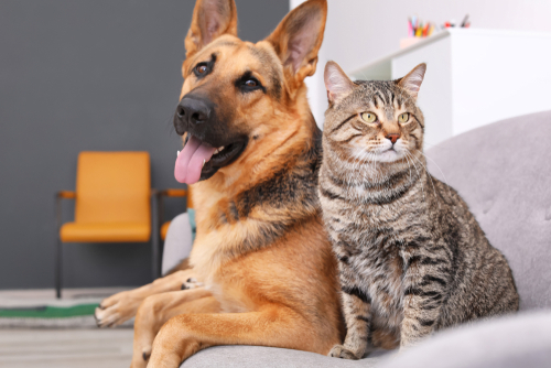 Cute Cat and Dog sitting on Sofa Pet Treatment Prior Lake, MN